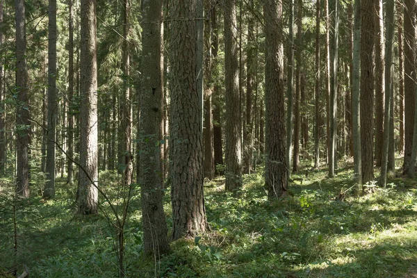 Dennenbos Augustus Letland Natuurlijke Achtergrond — Stockfoto