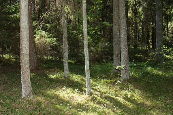 Dennenbos Augustus Letland Natuurlijke Achtergrond — Stockfoto