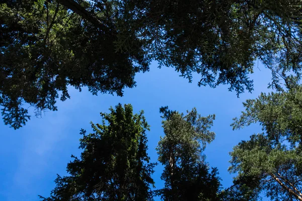 Dennenbos Augustus Letland Natuurlijke Achtergrond Bottom Weergave — Stockfoto