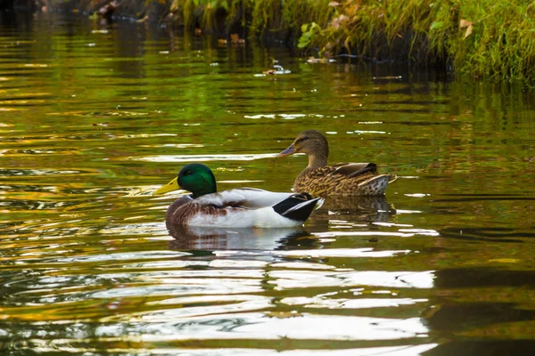 Patos Nadan Canal Centro Ciudad Otoño Octubre Animales Vida Urbana — Foto de Stock