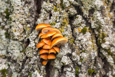 Mantar ve bir ağaç üzerinde büyüyen moss