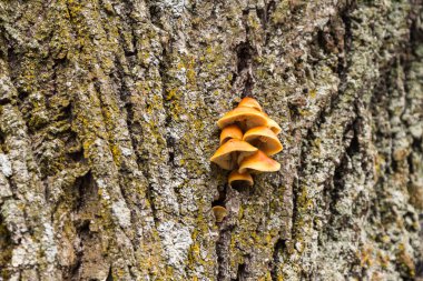 Mantar ve sonbahar ortasında bir ağaç üzerinde büyüyen moss