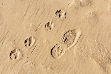 küçük köpek ve insanlar ayak parmak izi ıslak kum