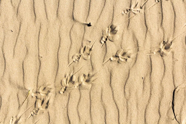 Kuş ayak izleri bir kum üzerinde kapatın