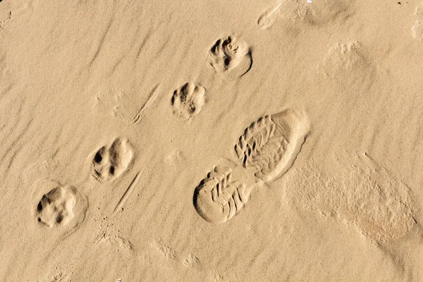 küçük köpek ve insanlar ayak parmak izi ıslak kum