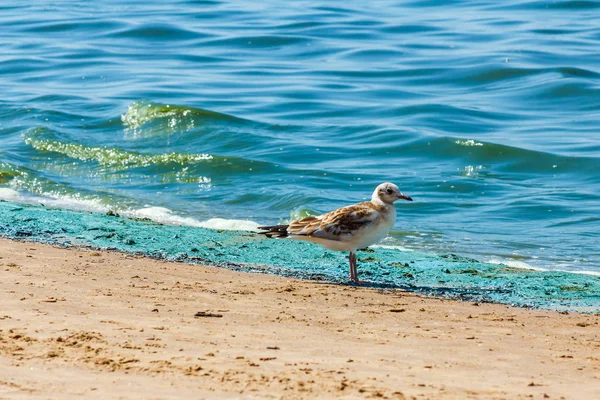 Seagull på stranden under blomningen av blågröna alger — Stockfoto