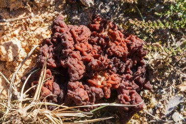 Mantar Gyromitra ilkbaharda ormanda