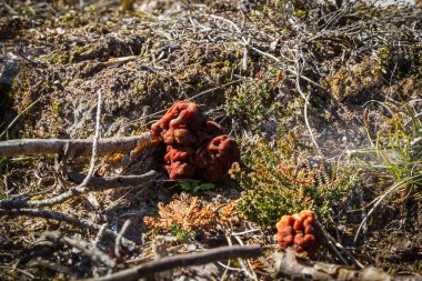 Mantar Gyromitra ilkbaharda ormanda