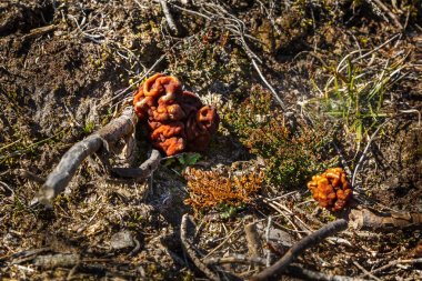 Mantar Gyromitra ilkbaharda ormanda