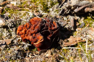 Mantar Gyromitra ilkbaharda ormanda