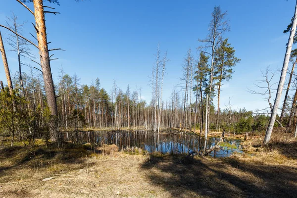 Дерево сосни навесні в Латвії — стокове фото