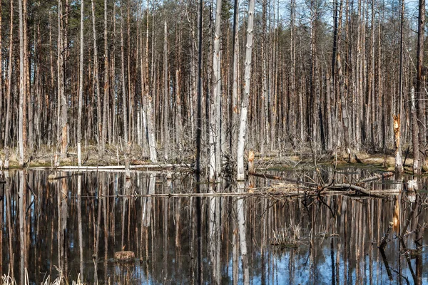 Pine tree forest in het voorjaar in Letland — Stockfoto