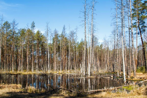 Дерево сосни навесні в Латвії — стокове фото