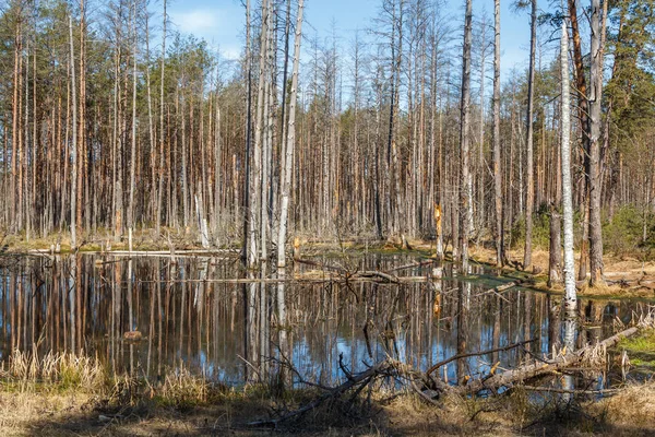 Дерево сосни навесні в Латвії — стокове фото