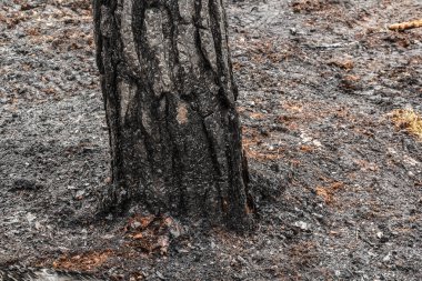 İlkbaharda orman yangını sonrası çam ağacı ormanı