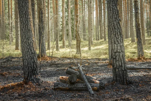 Сосновый лес после лесного пожара весной — стоковое фото