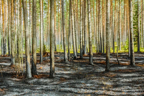 Pine tree forest na Wildfire in de lente — Stockfoto