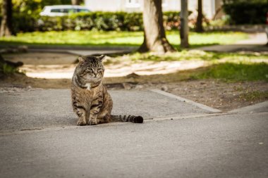 asfalt yolda oturan vahşi gri kedi
