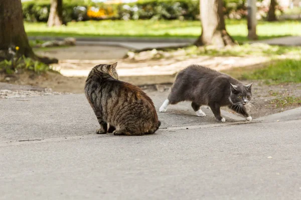 The wild cat sitting on a asphalt road and wants to fight with a — Stock Photo, Image
