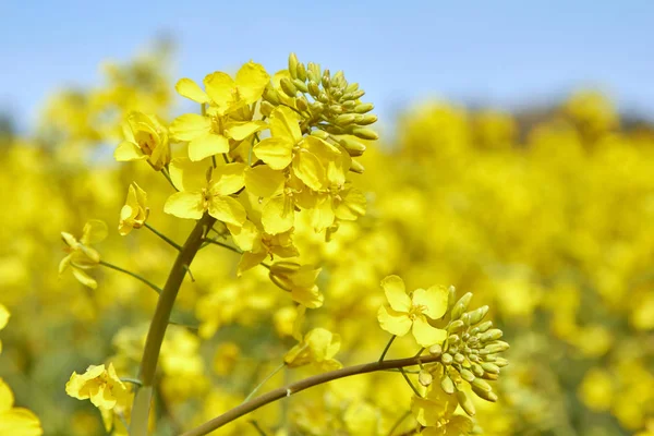 Kuning lapangan selama mekar rapeseed pada akhir Mei — Stok Foto