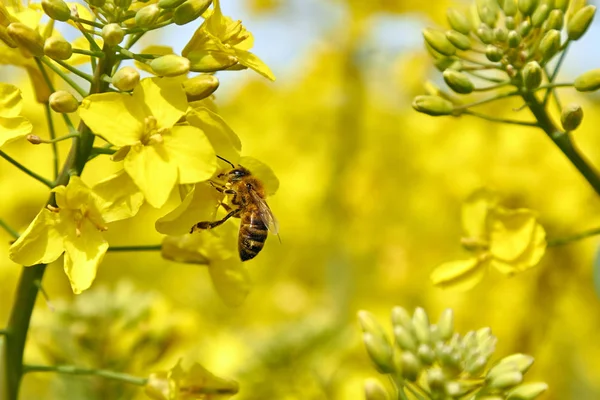 Campo giallo durante la fioritura del colza alla fine di maggio, pollina d'api — Foto Stock