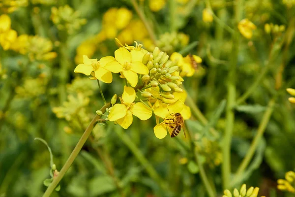 Żółte pole podczas kwitnienia rzepaku pod koniec maja, pyłek pszczeli — Zdjęcie stockowe