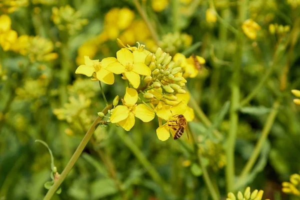 5月底油菜花盛开时的黄土，蜜蜂花粉 — 图库照片