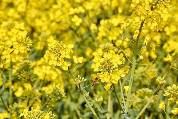 Kuning lapangan selama mekar rapeseed pada akhir Mei, lebah pollin — Stok Foto