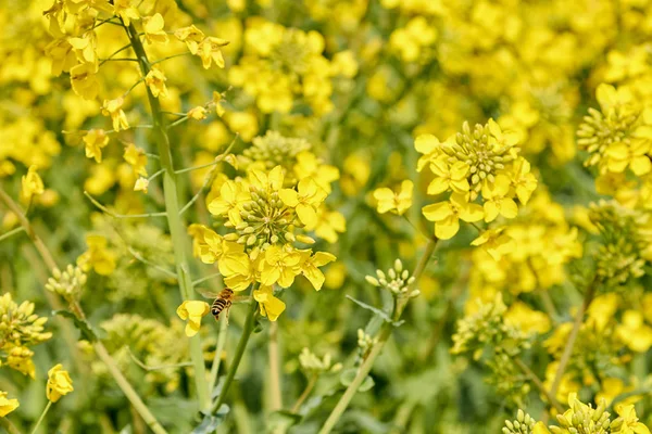 Gelbes Feld während der Rapsblüte Ende Mai, Bienenbestäubung — Stockfoto