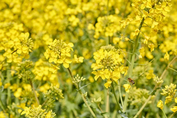 Kuning lapangan selama mekar rapeseed pada akhir Mei, lebah pollin — Stok Foto