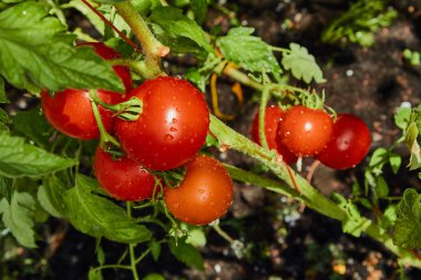 Bir sera da dalları üzerinde Olgun kırmızı domates