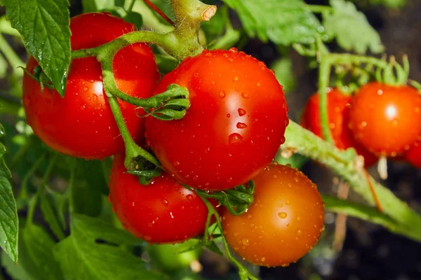 Tomates vermelhos maduros nos ramos em uma estufa — Fotografia de Stock