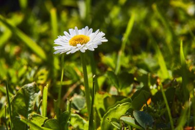 Yazın bahçede yakın çekim çiçek başı