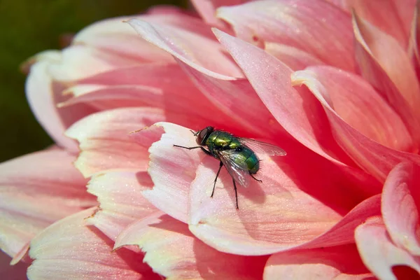 Fliege sitzt auf rosa Dahlienblüte — Stockfoto