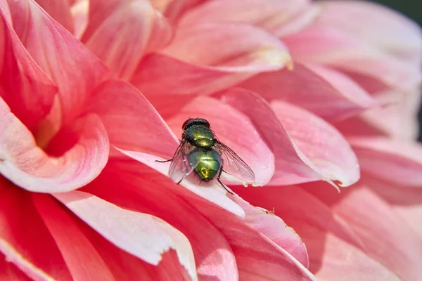 Fliege sitzt auf rosa Dahlienblüte — Stockfoto