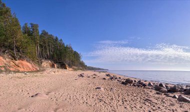 Tuja, Veczemju kliniği, Vidzeme, Letonya yakınlarındaki Baltık deniz kıyısında çam ağacı