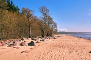 Baltık Denizi kıyısındaki ağaçlar ve büyük taşlar Tuja, Veczemju kliniği, Vidzeme, Letonya, manzara