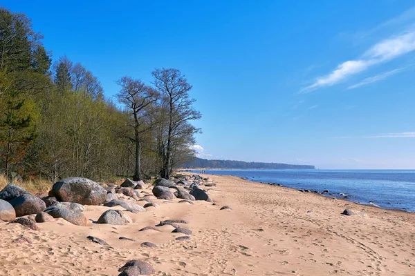 Träd Och Stora Stenar Vid Östersjön Stenig Strand Nära Tuja — Stockfoto