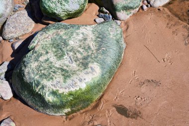 Kumda bir kuşun ayak izleri ve algler ile kaplanmış bir kaya.