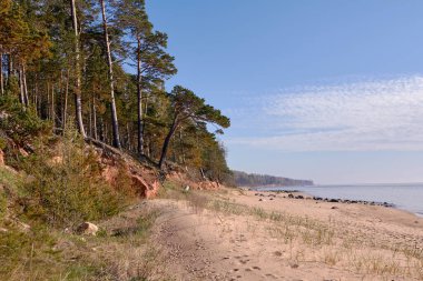 Baltık Denizi kıyısındaki ağaçlar ve büyük taşlar Tuja, Veczemju kliniği, Vidzeme, Letonya, manzara