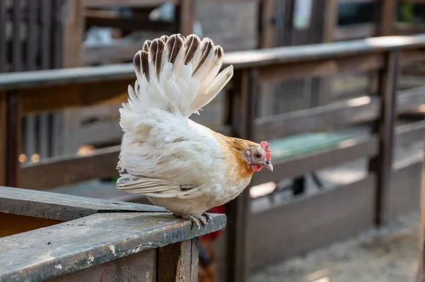 Evcil bir tavuk ahşap bir çitte oturur ve arka planda bir keçi görünür. Tarım, çiftlik ve evcil hayvan hayatı..