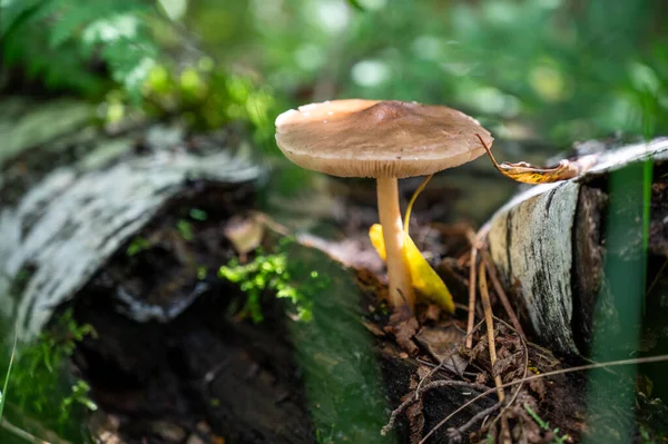 Yosun, çam iğneleri ve düşmüş dalların arasında bir ormanda yetişen vahşi bir mantarın yakın çekimi..