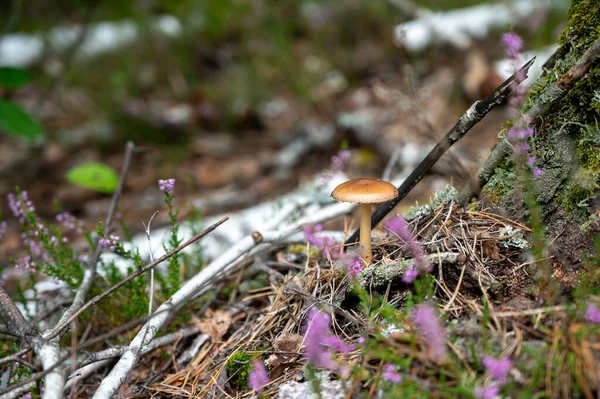Yosun, çam iğneleri ve düşmüş dalların arasında bir ormanda yetişen vahşi bir mantarın yakın çekimi..