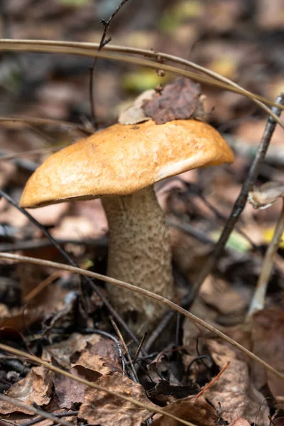 Ormandaki mantarlar, yakın görüş.