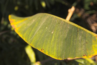 Bahçede yeşil yaprak