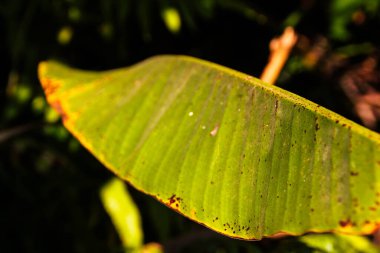 Güzel tropikal yapraklar, doğal arka plan