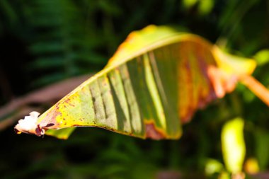 Güzel botanik fotoğrafı, doğal duvar kağıdı.
