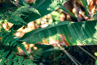 Doğada yeşil yapraklar, bitki yaprakları