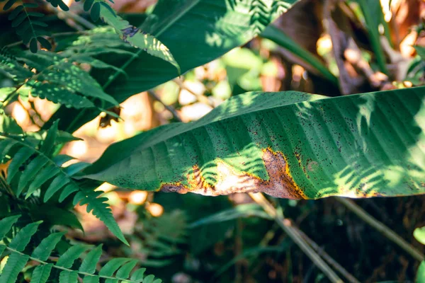 Doğada yeşil yapraklar, bitki yaprakları