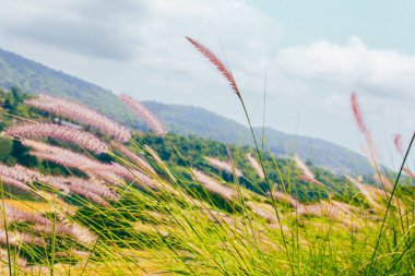 Alandaki yeşil bitkiler